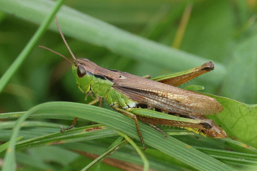 Chorthippus montanus observed 2026-10-12