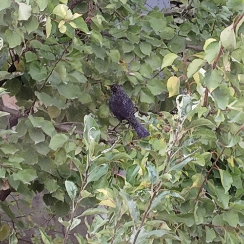 Myiophoneus observed 2026-10-18