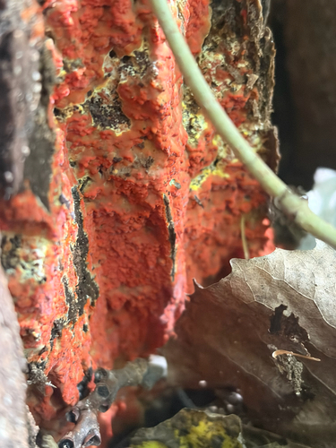 Phlebia coccineofulva, 2026-10-17