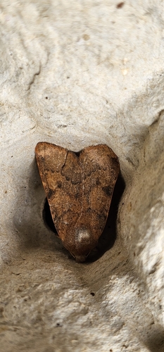 Flounced Chestnut