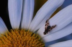 Tephritis vespertina