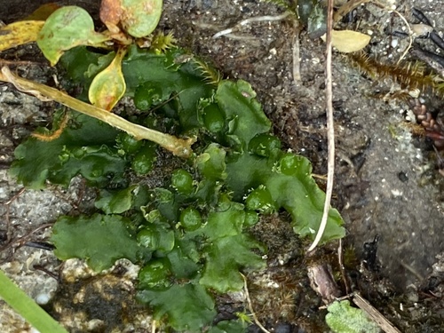 Riccardia observed 2026-10-17