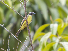 Myiozetetes similis