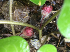 Asarum canadense reflexum