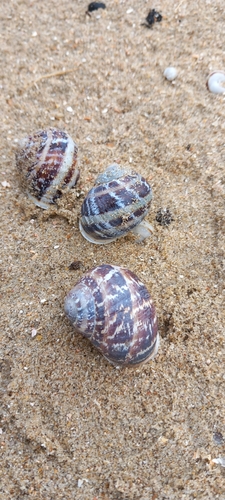 Garden Snail