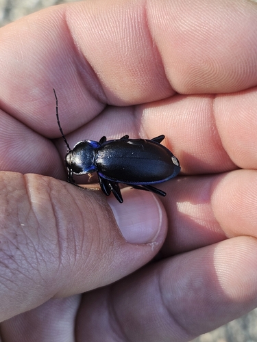Violet ground beetle