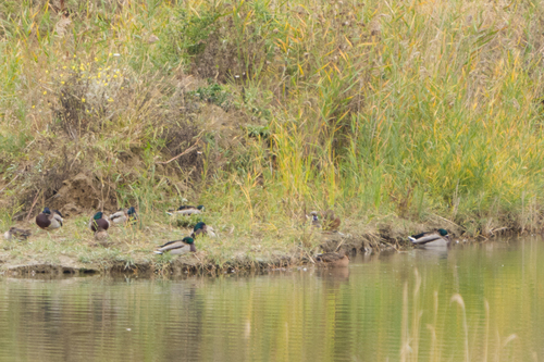 Mallard