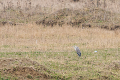 Grey Heron