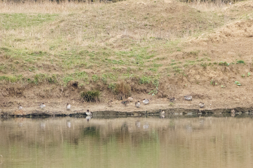 Green-winged Teal