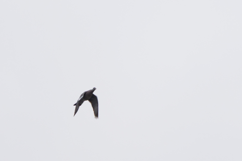 Common Wood-Pigeon