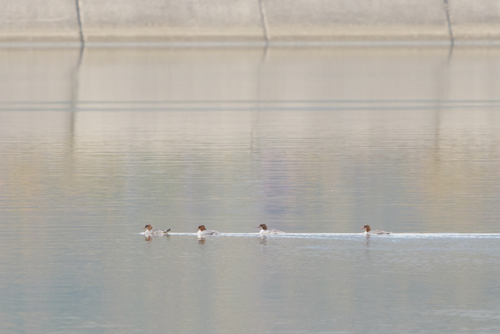 Common Merganser