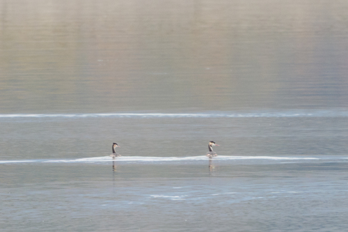 Great Crested Grebe