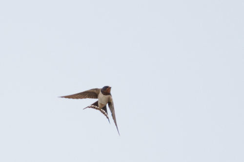 Barn Swallow
