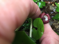 Asarum canadense reflexum