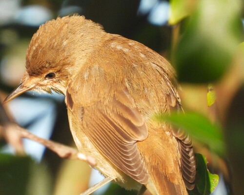 iNaturalist image