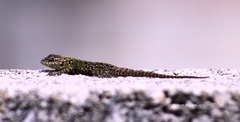 Sceloporus taeniocnemis