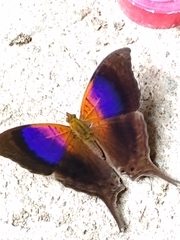 Marpesia furcula