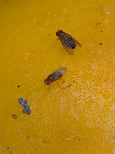 Drosophila melanogaster observed 2026-10-17