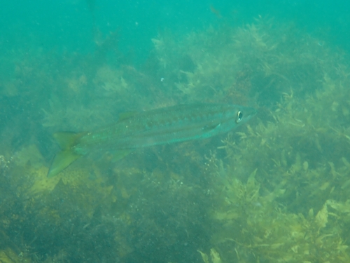Sphyraena obtusata observed 2026-10-18