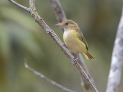 Pachysylvia aurantiifrons