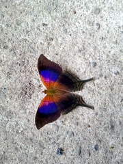 Marpesia furcula