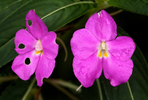 Impatiens image