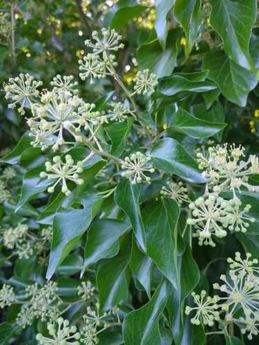 common ivy