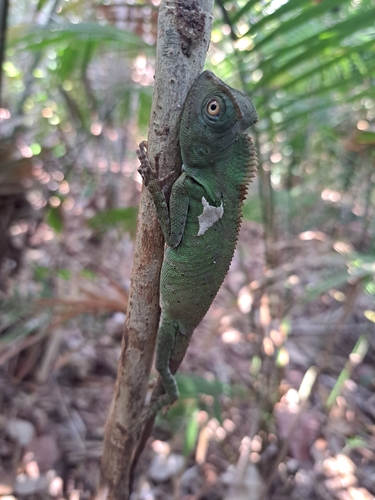 Gonocephalus chamaeleontinus observed 2026-10-14