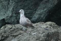 Larus occidentalis