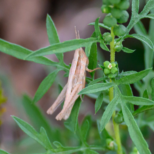 Obscure Grasshopper