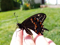Papilio polyxenes