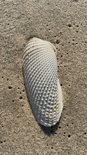 Cyrtopleura costata, 2026-10-13