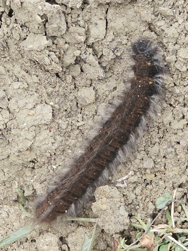 Fox Moth