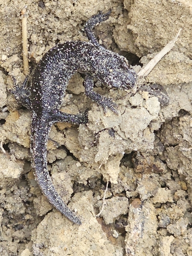 Great Crested Newt