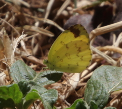 Eurema hecabe solifera