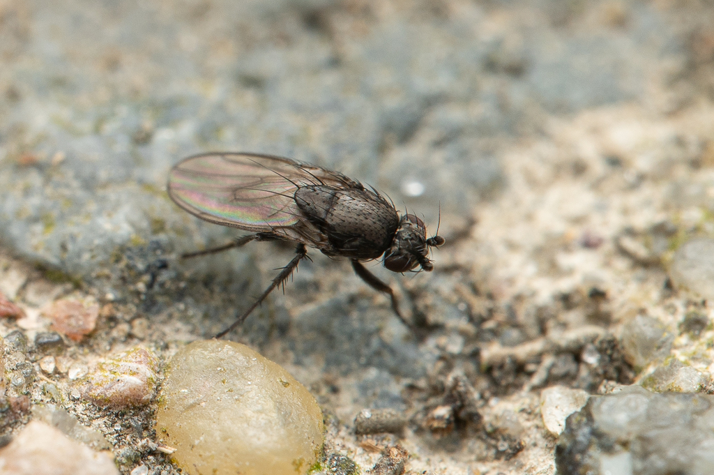 Rachispoda fuscipennis