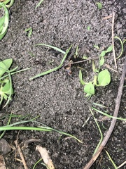 Tetramorium immigrans