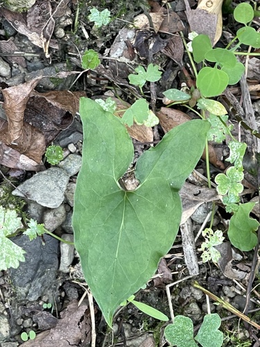 Typhonium blumei observed 2026-10-14