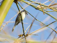 Nesotriccus incomtus