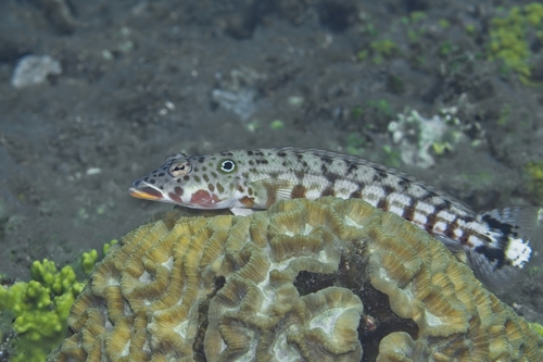 Parapercis clathrata observed 2026-10-18