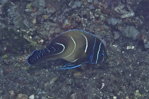 Pomacanthus semicirculatus observed 2026-10-18
