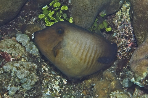 Amanses scopas observed 2026-10-18