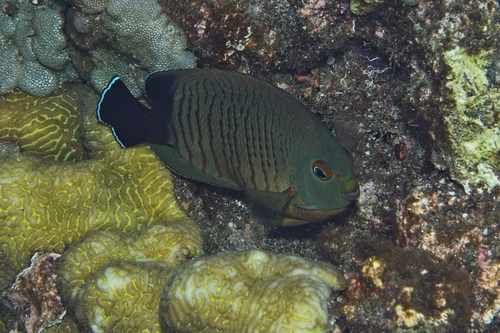 Centropyge eibli observed 2026-10-18
