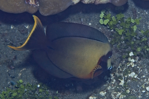 Acanthurus pyroferus observed 2026-10-18
