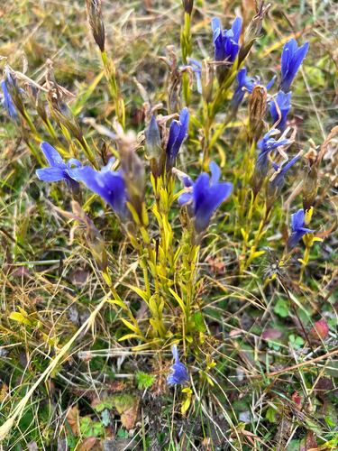 Fringe-flowered Gentian