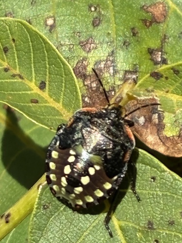 Southern Green Stink Bug