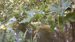 Platanus × hispanica