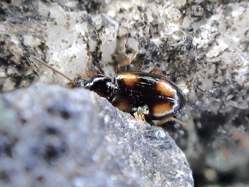 Elaphropus quadrisignatus