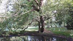 Platanus × hispanica
