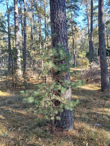 Scots pine